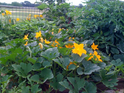 Tatume: The Wonder Squash with Many Names