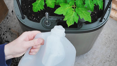 Growing Tomatoes On a Balcony Or In Your Home || Vego Tomato Tower