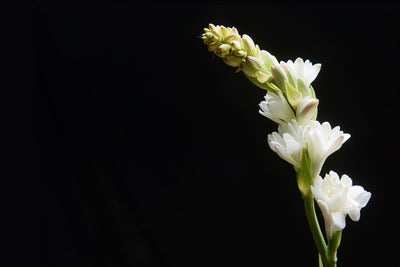 Night-Blooming Flowers: 11 Top Choices for a Moonlit Garden