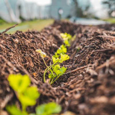 Soil Supercharge: Elevate Your Garden's Potential with Proper Soil Preparation