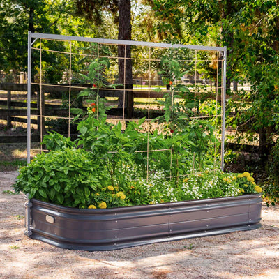 Essential Tips for Urban Gardeners