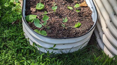 “Fall” into Gardening