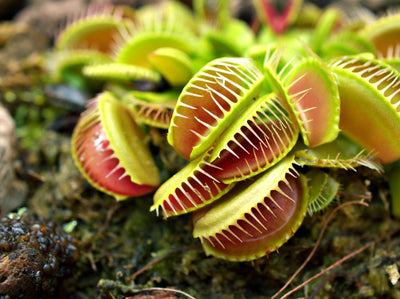 Another Mouth to Feed: Exotic, Fascinating and Deadly Carnivorous Plants