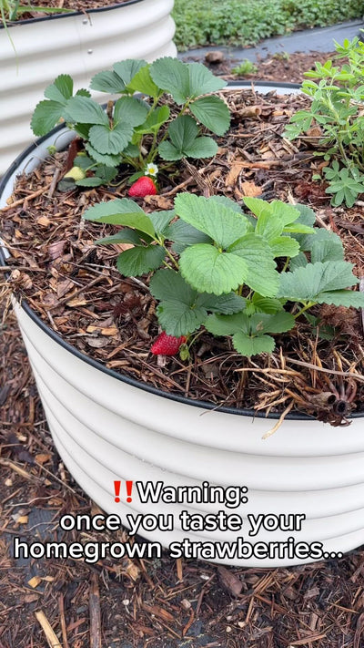 Strawberries Growing in Raised Beds