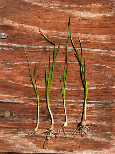 What the Fork? Wild Onions