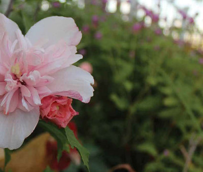 Cemetery Plants Enliven Landscapes