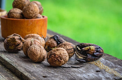 National Nut Day: A Celebration for Gardeners