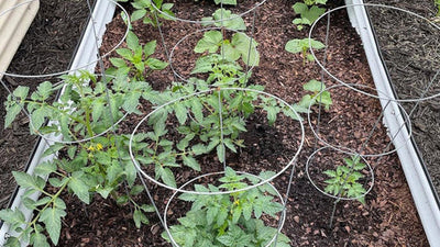 The Difference Between Garden Soil and Raised Bed Soil