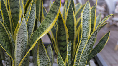 Growing Mother in Law's Tongue Plant