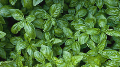 How to Grow Basil