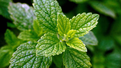 How to Grow Lemon Balm