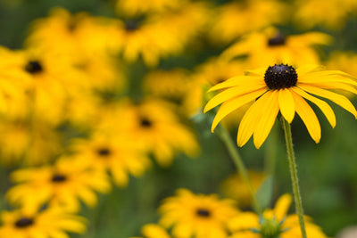 Your April Texas Gardening Checklist