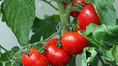 Techniques for Protecting Tomatoes from Sunscald Damage