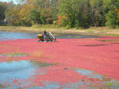 Growing Up in a Cranberry Family: Busy Bog Business