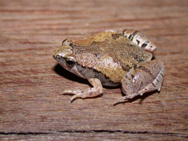 Frogs in the Garden: Attracting Froggie Friends