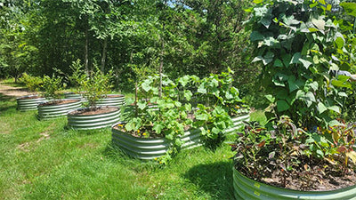 Maximizing Fruit and Vegetable Success: Lessons from Our Vego Garden Journey