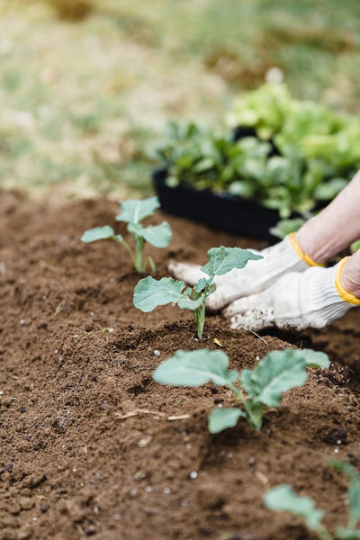 Do's and Dont's for Proper Spacing in Your Raised Garden Beds