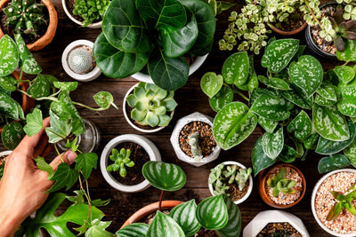 Indoor Oasis: Elevate your Indoor Garden Game with Expert Tips