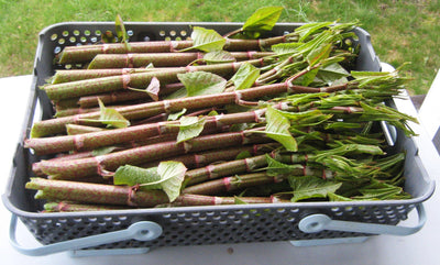 Japanese Knotweed: My First Spring Crop