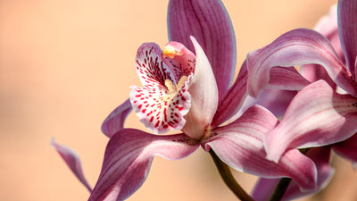 How to Grow Orchids