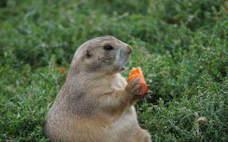 Easy Ways to Get Rid of Gophers in Your Garden