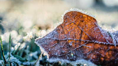 Vegetables to Grow in Winter