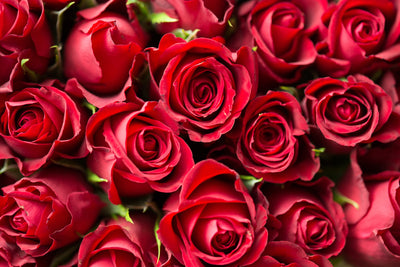 Red Plants for Valentine’s Day and Beyond