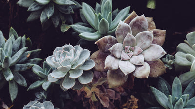 How to Water Succulents