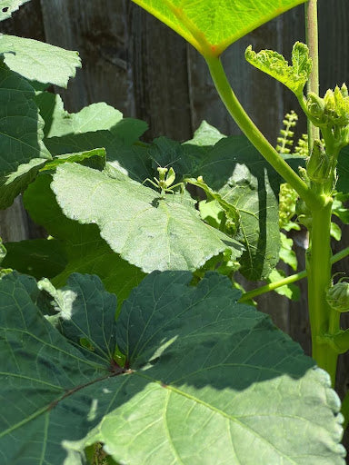 Tips for Growing a Biodiverse Garden