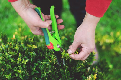 How to Harvest Herbs for Growth in Your Garden