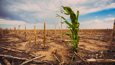 Planting for Extreme Weather