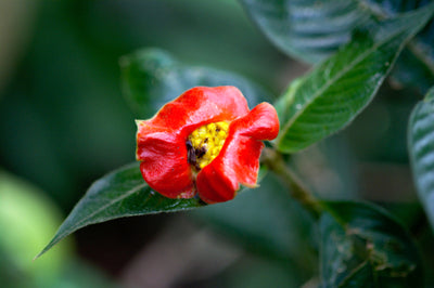 The Plant Name Game. Hooker’s Lips and Other Curiosities