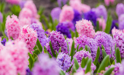 11 Flower Bulbs that Bloom in Spring and Summer