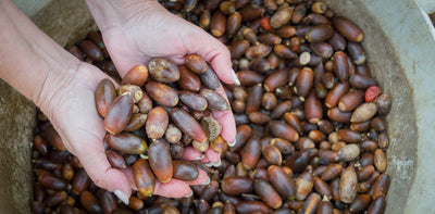 Acorns Can Be Composting Gold in Your Garden