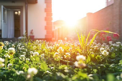 The Benefits of Watering in the Morning: Maximize Absorption and Minimize Disease