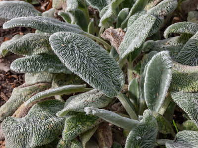 Plant of the Week: Lamb's Ear (Stachys Byzantina)