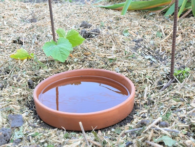 Olla Watering Systems - Ancient Irrigation for Modern Gardens