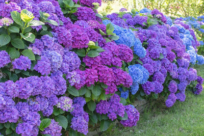 Five Tips to Keep Your Hydrangeas Looking Fresh After Cutting Them