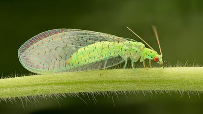 Beneficial Insects: All About Lacewings