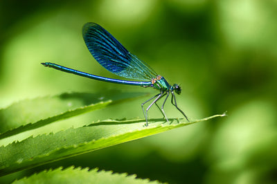 Holistic Pest Management: Integrating Beneficial Insects Into Your Garden