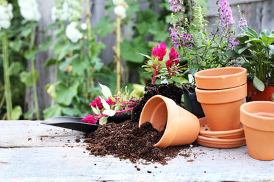 Container Gardening Ideas: Growing Vegetables and Flowers in Small Spaces