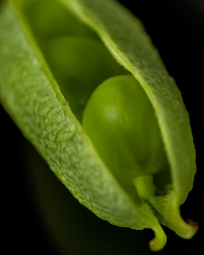 A Gardener's Guide to Growing Peas