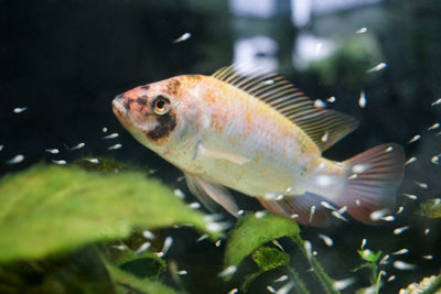 Fish are Friends: Aquaponics for Home Gardeners