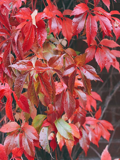 7 Easy Climbing Plants to Grow on a Trellis