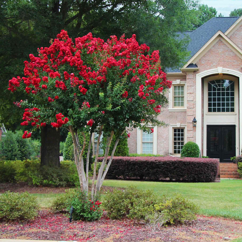 Scarlet Colorama™ Crapemyrtle