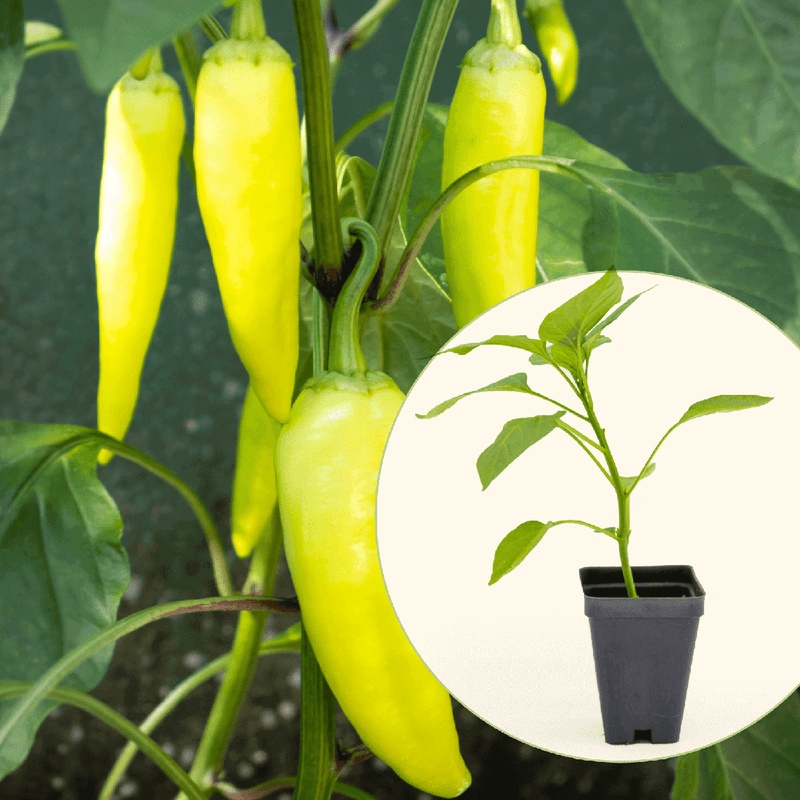 Sweet Banana Pepper Seedlings | Vego Garden