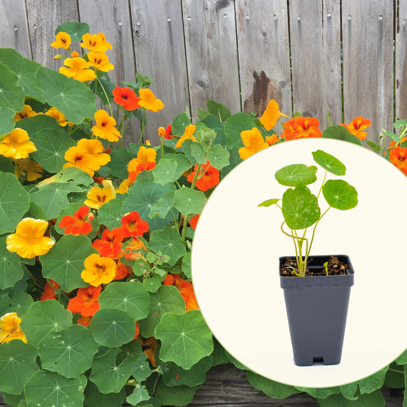 Jewel Mix Nasturtium Seedlings | Vego Garden