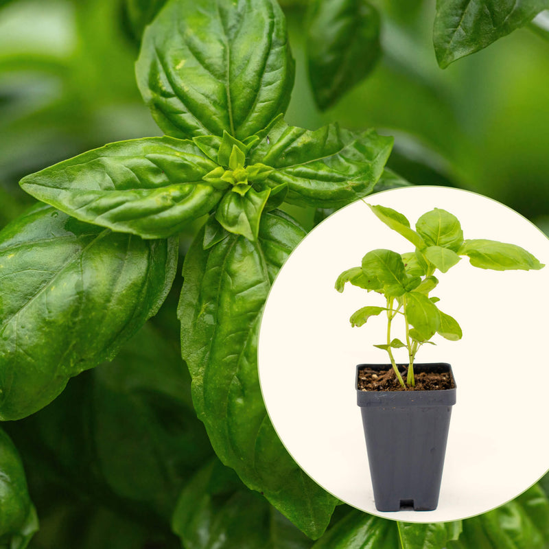 Italian Large Leaf Basil Seedlings | Vego Garden