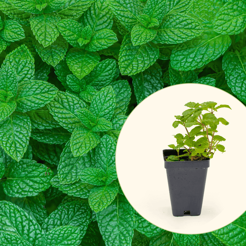 Spearmint Seedlings | Vego Garden