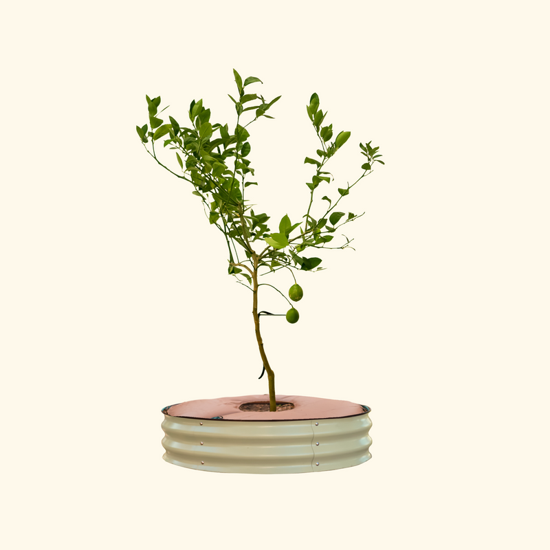 Vego Garden Tree Surround Pearl White